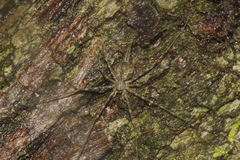 Neotama mexicana