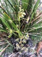 Drosera auriculata