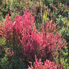 Salicornia pacifica