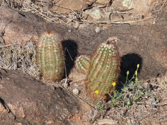 Echinocereus reichenbachii caespitosus