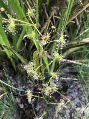Drosera auriculata