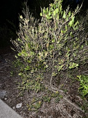 Baccharis halimifolia