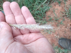 Bothriochloa laguroides