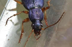 Chlaenius cumatilis