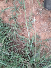 Bothriochloa laguroides