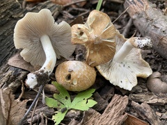 Inocybe albodisca