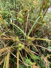 Carex lupulina