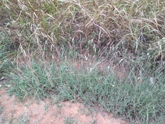 Bothriochloa laguroides