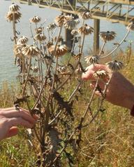 Echinops sphaerocephalus
