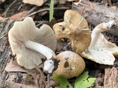Inocybe albodisca