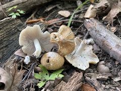 Inocybe albodisca