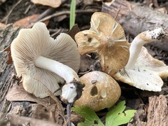 Inocybe albodisca