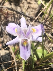 Moraea setifolia