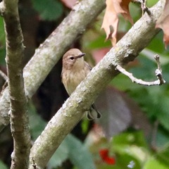 Setophaga coronata coronata