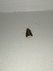 Spodoptera dolichos
