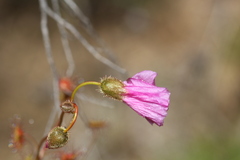 Drosera drummondii