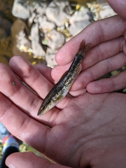 Rhinichthys obtusus