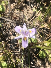Moraea setifolia