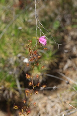 Drosera drummondii