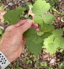 Rhus aromatica