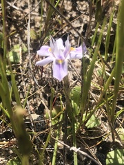 Moraea setifolia