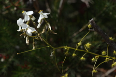 Drosera macrantha