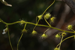 Drosera macrantha