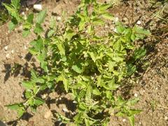 Solanum physalifolium