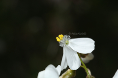 Drosera macrantha