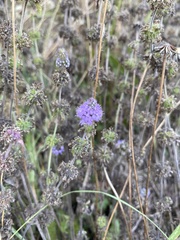 Mentha pulegium
