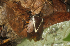 Ramosiana insignis