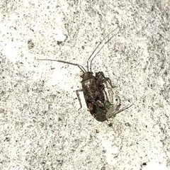 Phytocoris tiliae