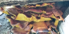 Omphalotus illudens