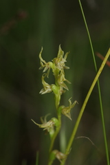 Prasophyllum gracile