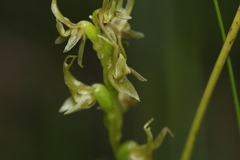 Prasophyllum gracile