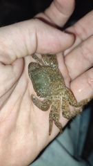 Pachygrapsus marmoratus