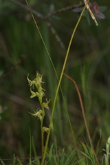 Prasophyllum gracile