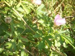 Malva alcea