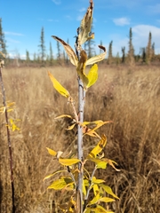 Salix alaxensis