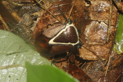 Ramosiana insignis