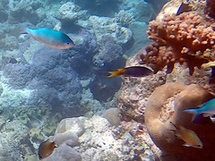 Chromis atripectoralis