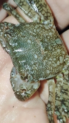 Pachygrapsus marmoratus