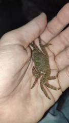 Pachygrapsus marmoratus