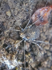 Ortholasma rugosum