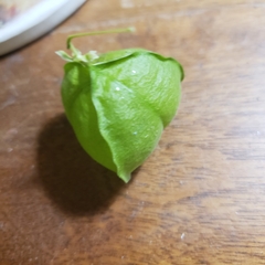 Cardiospermum halicacabum