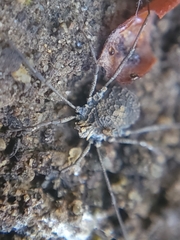 Ortholasma rugosum