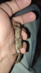 Pachygrapsus marmoratus