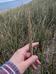 Ammophila breviligulata