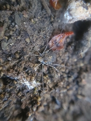Ortholasma rugosum
