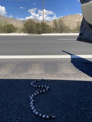 Lampropeltis californiae